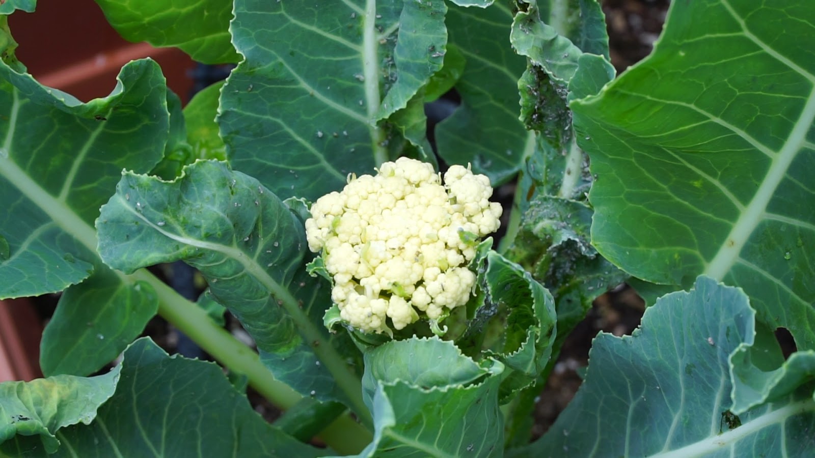 California Gardening 10 Vegetable Gardening Mistakes and How To Avoid Them