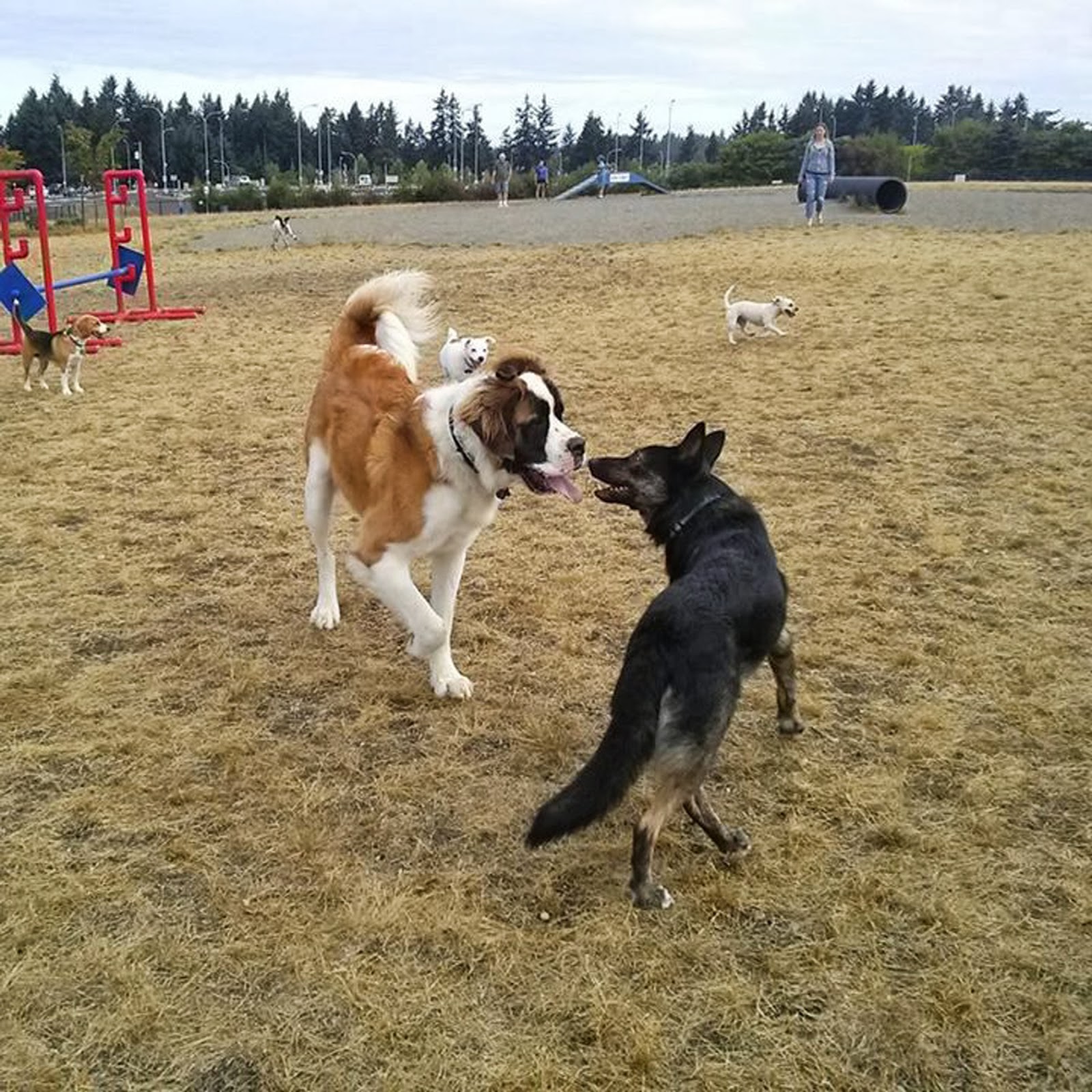 My Border Collie, Rowena Trials & Tribulations of a Psychiatric