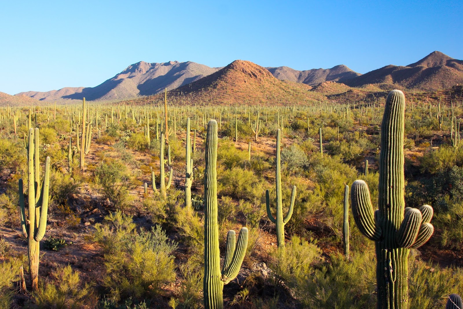 saguargo national park