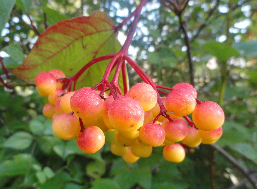 The Revolt And The Revolting Nannyberry Viburnum Lentago