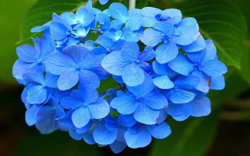 10 Most Beautiful Flowers in the World