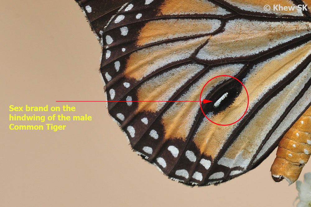 Butterflies of Singapore Butterfly Anatomy Part 4