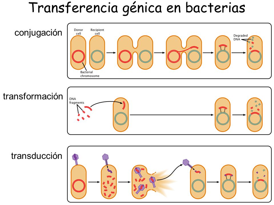 Sistema sos adn picture