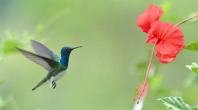 Colibris du Costa Rica WHITE-NECKED%2BJACOBIN_CR_DSC_1414%2B%25281%2529