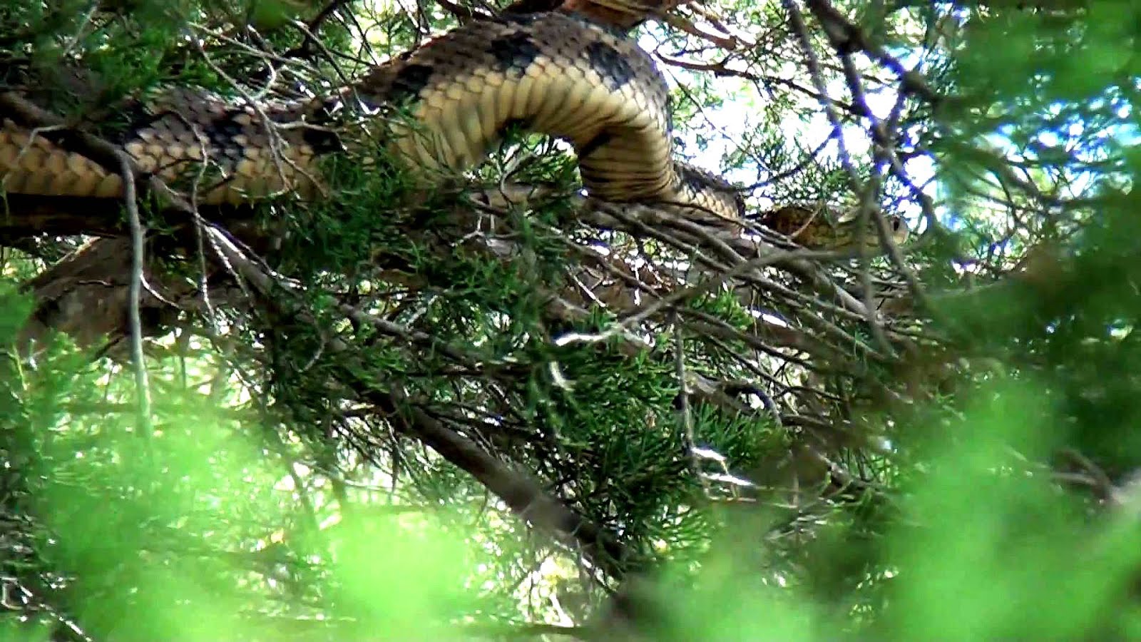 Do Rattlesnakes Climb Trees Tree Choices