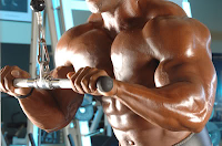 muscle building program