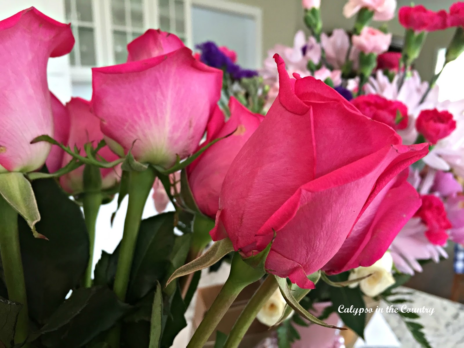 Pink roses Pink roses