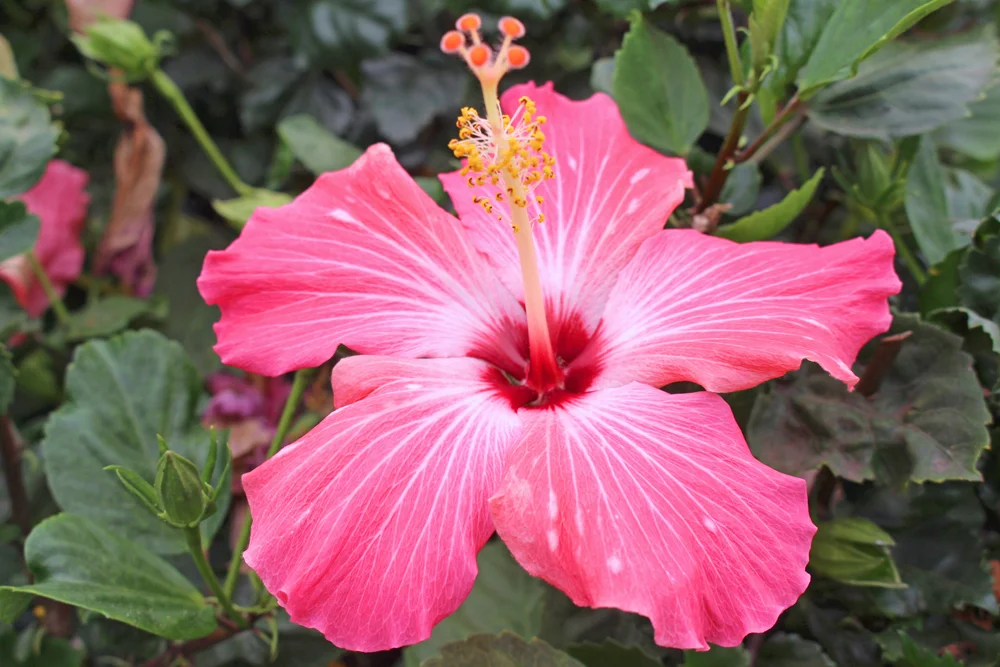Pink hibiscus in Lima, Peru - travel blog