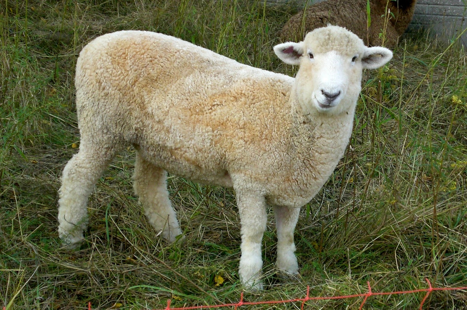 kosy sheep