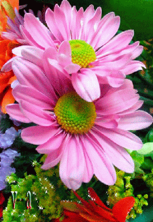 flor+papatya+s%C3%BCper.gif