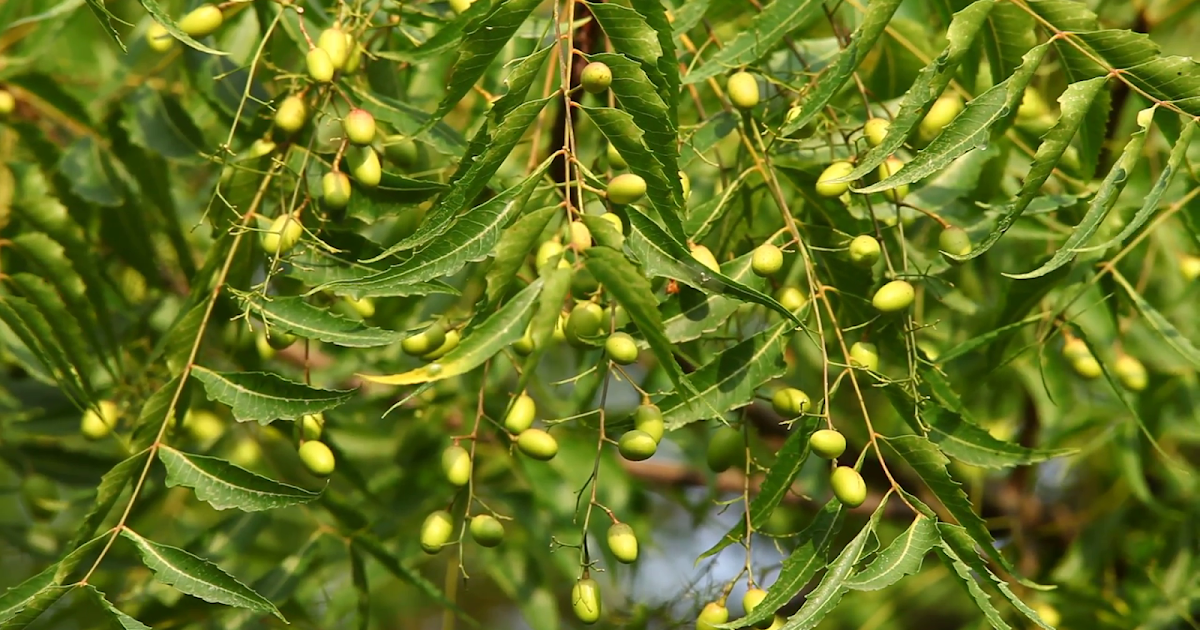 Tourism Observer Miracle Medicinal Neem Tree
