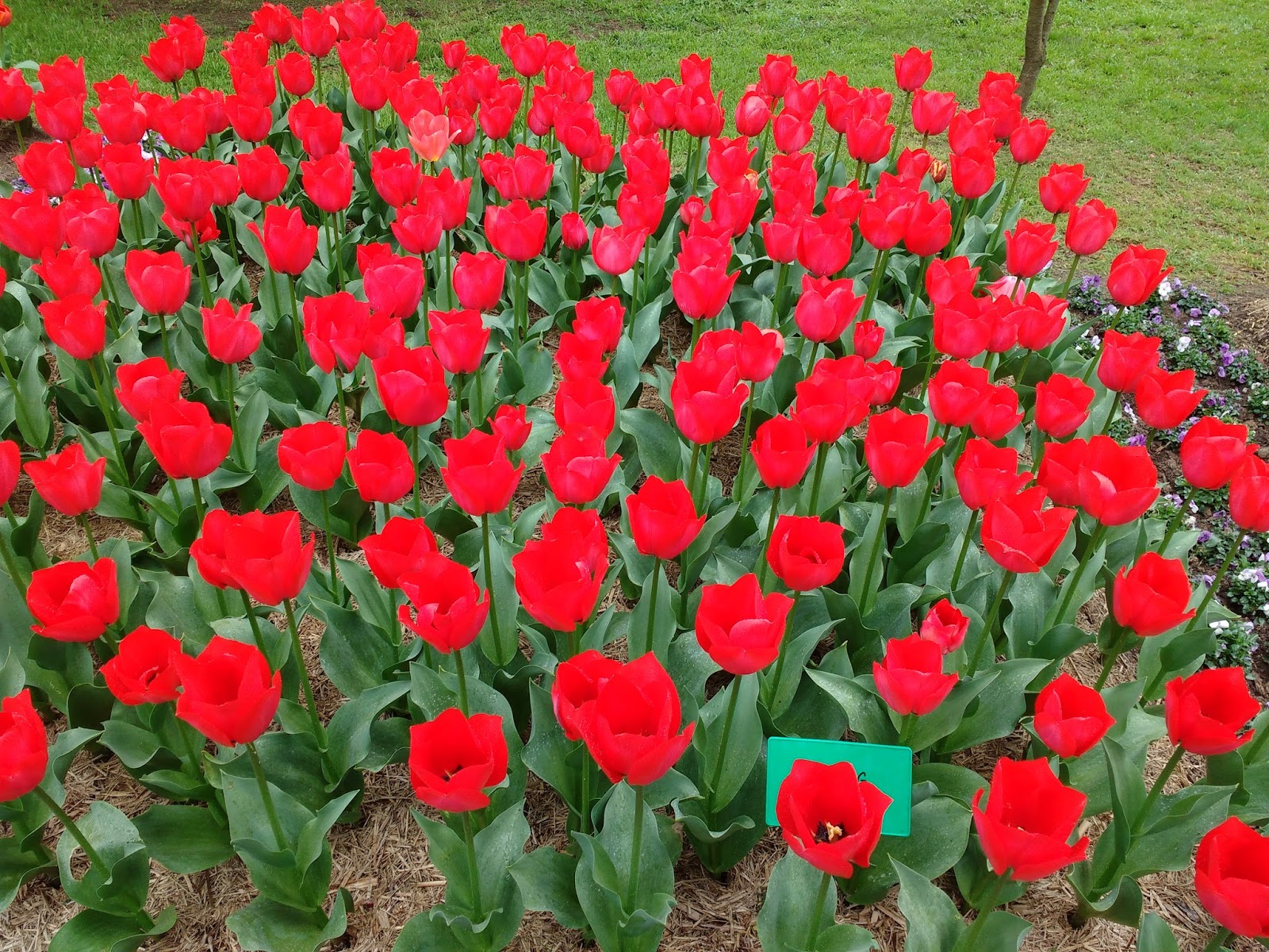 My Learnings Canberra Flower Show Floriade Australia