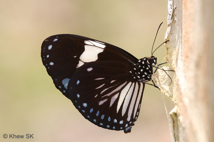 Butterflies of Singapore: 03/01/2013 - 04/01/2013