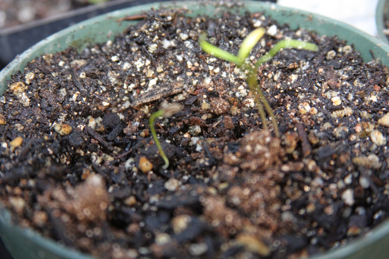 Plant Fennel Seeds in Containers grow your own transplants up in 5 days