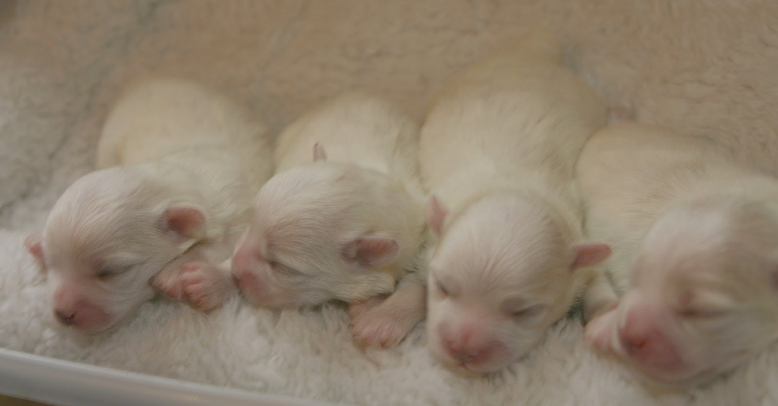 Coton de Tulear Breeders of Excellence/Coton de Tulear Puppies/Coton