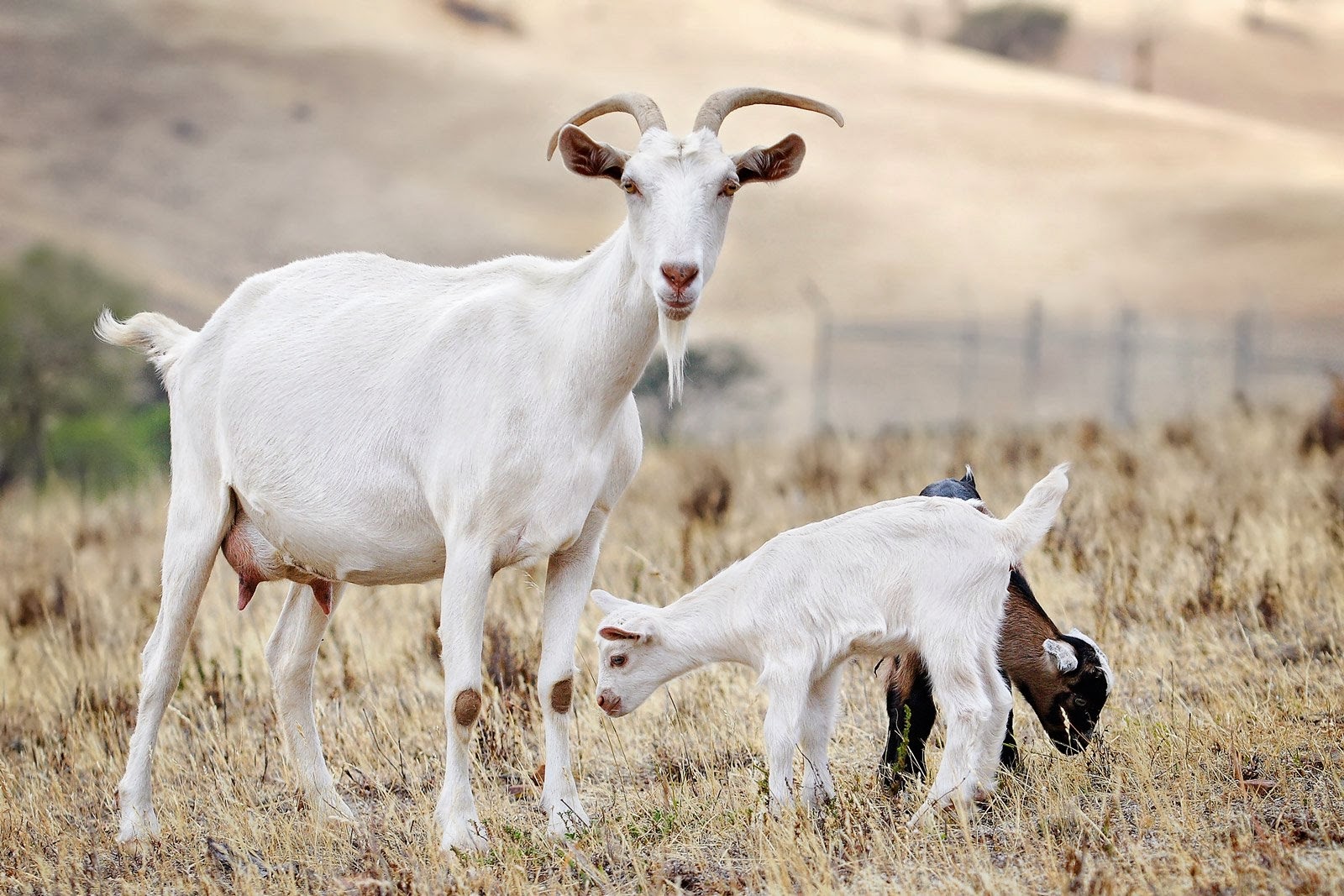 FitrahWORLDnet KESILAPAN ANDAIAN MENGENAI KAMBING