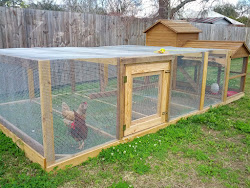 range chickens run enclosed gardens greneaux