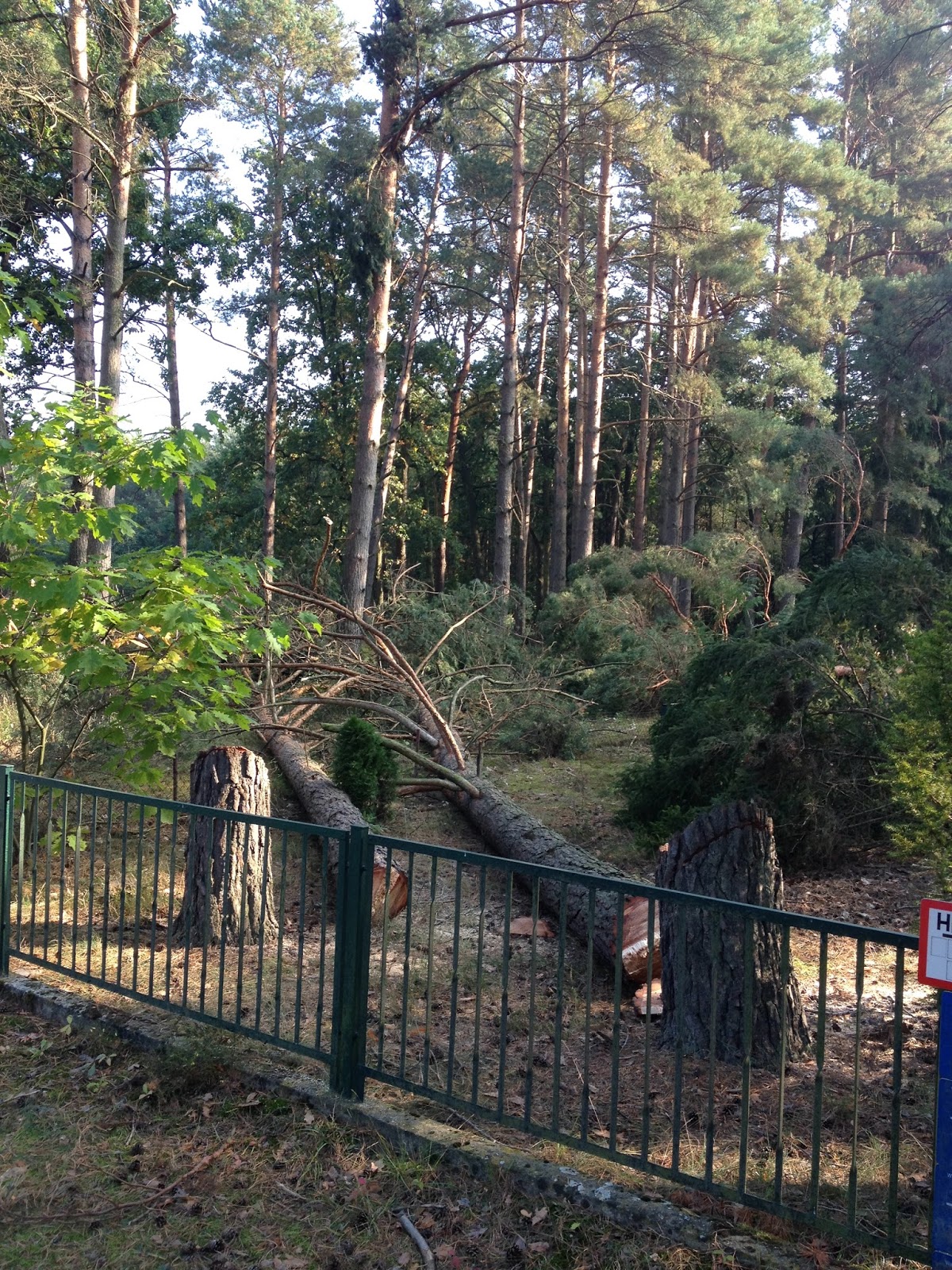 Wir bauen ein Haus im Wald