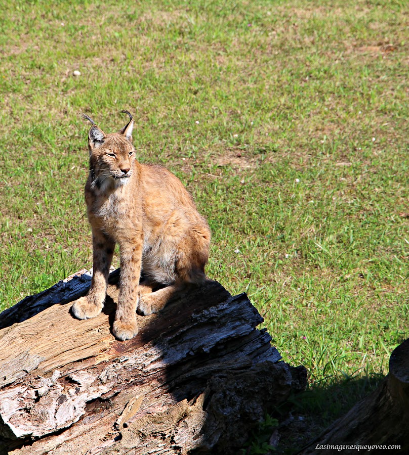 Patrón de composición fotográfica de la Regla de la mirada