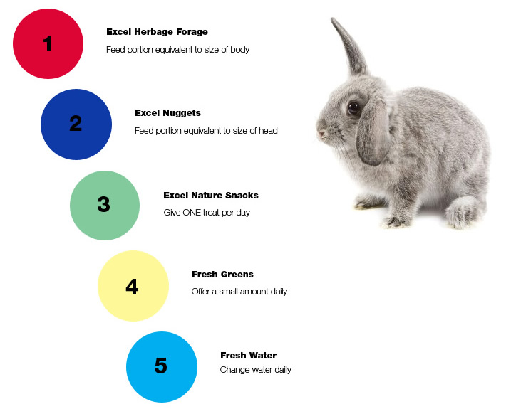 Green food of rabbit, diet of rabbit veterinary online