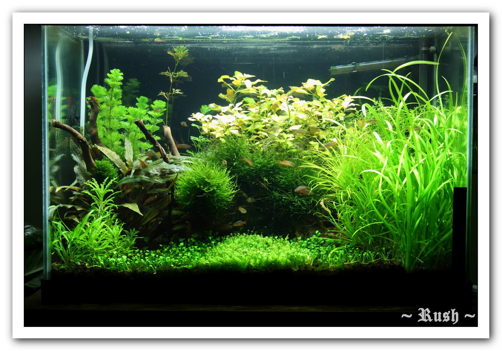 Что можно нарисовать в травнике