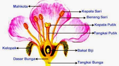 Kunci Jawaban Mengamati Struktur Bagian Bunga ROFA Kunci Jawaban Mengamati Struktur Bagian Bunga ROFA