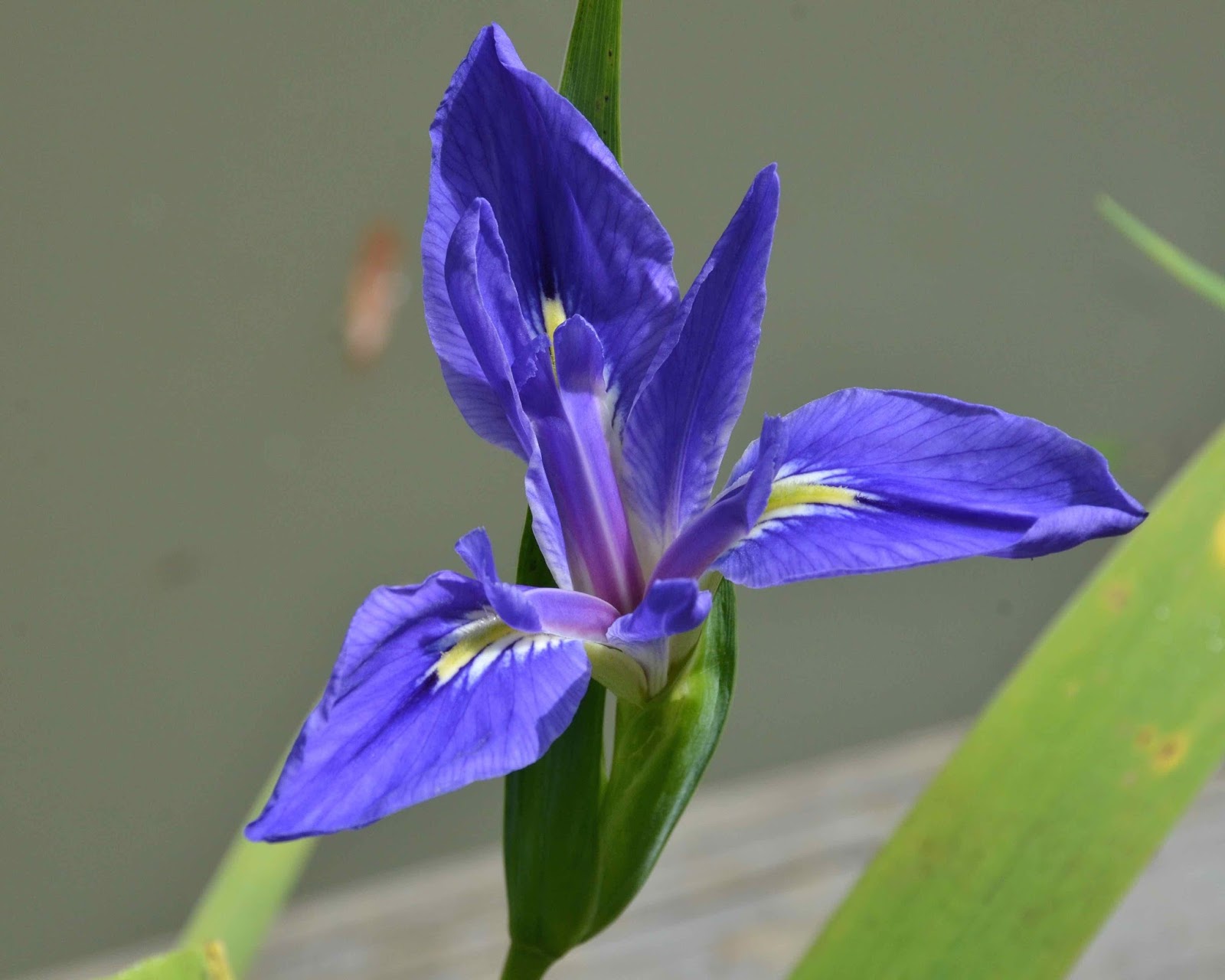 World of Irises The Louisiana Iris Species Preservation Project