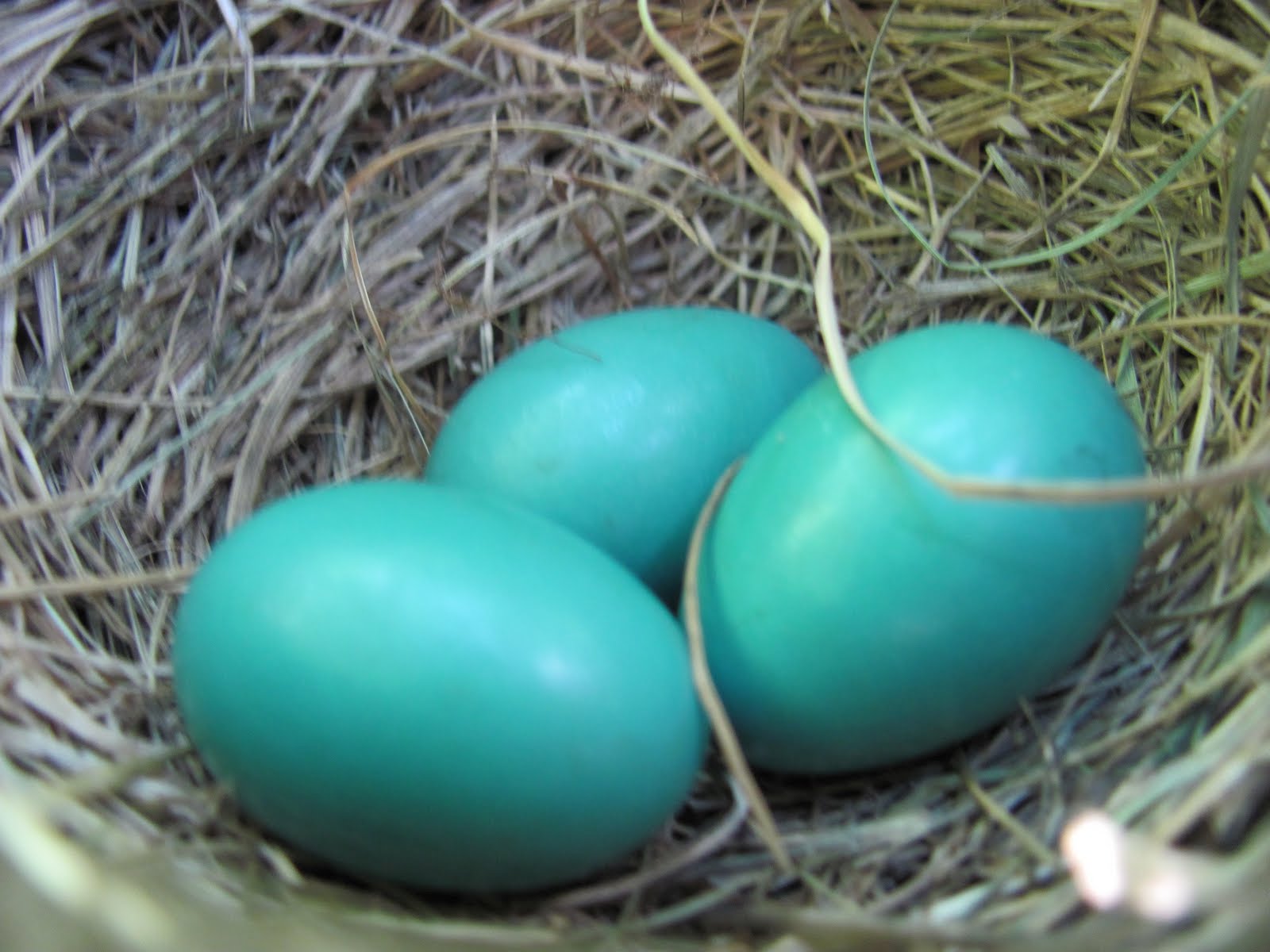 curving back three blue robin's eggs
