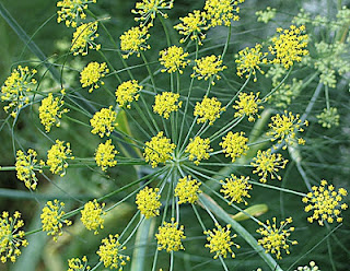 flora ini sanggup dipakai sebagai flora komponen ramuan tradisional atau herbal Manfaat Adas Untuk Kesehatan
