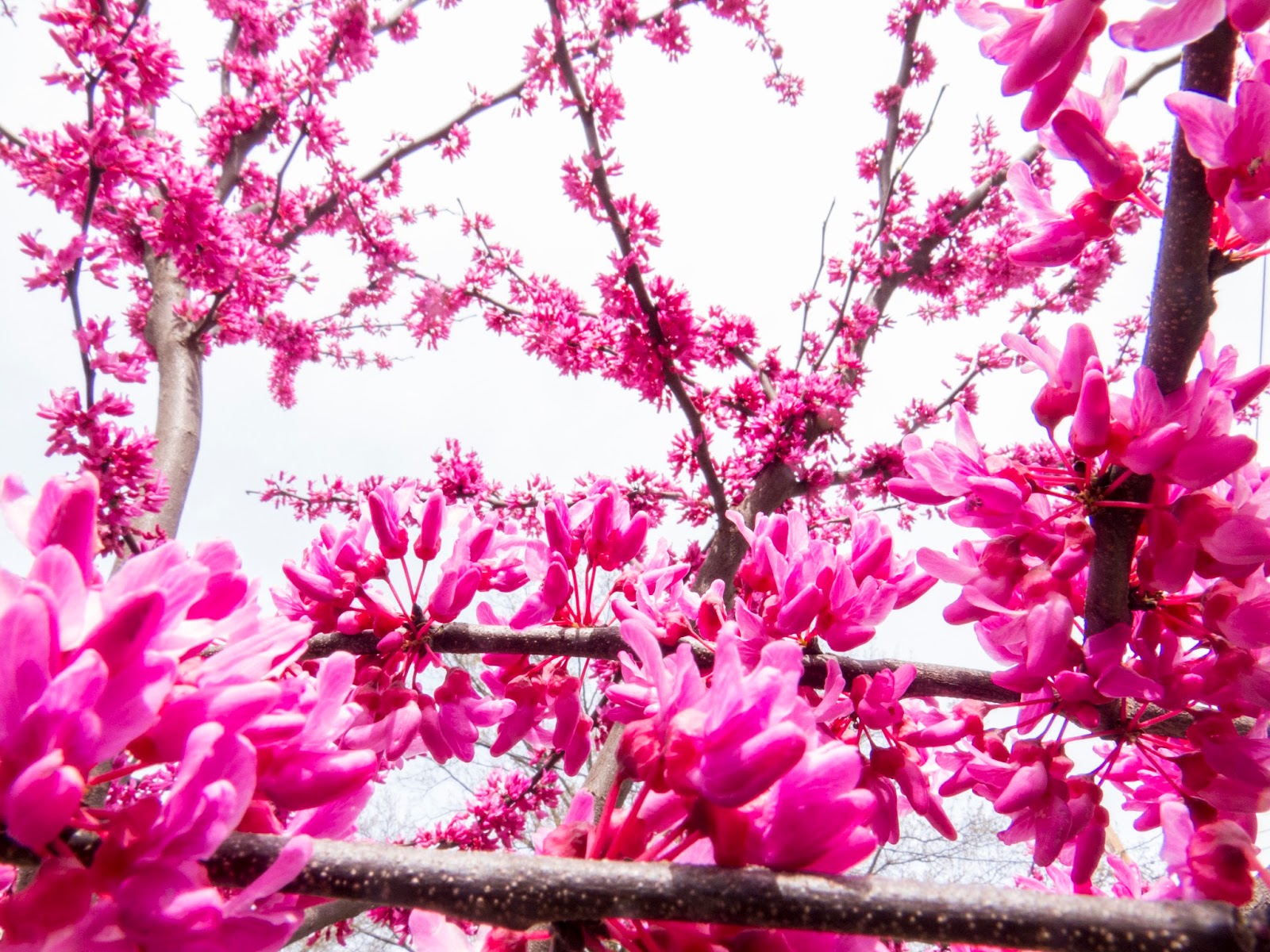 Breanna's Birding Blog Flowers, Rockville MD April 8, 2016