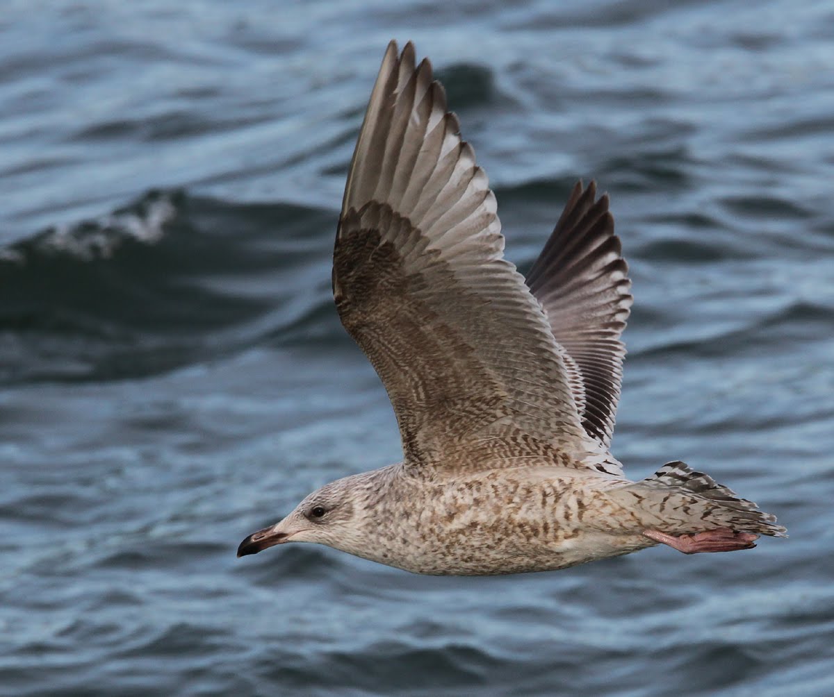 Chris Gibbins gulls & birds Herring Gulls some examples of variability