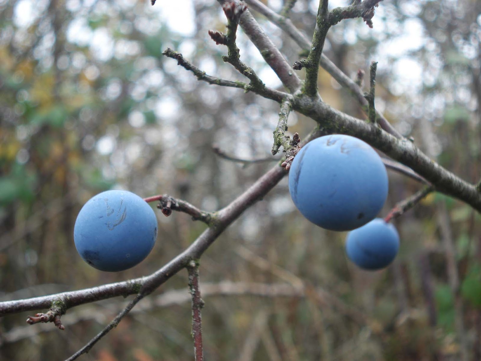 PUEBLOS Y LUGARES: SENDA POZO DE LOS HUMOS