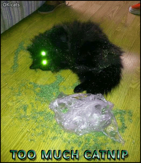 Art Cat GIF with caption • Woah! Cat high on catnip with green flashing eyes. Mmm, too much catnip! Art Cat GIF with caption • Woah! Cat high on catnip with green flashing eyes. Mmm, too much catnip!