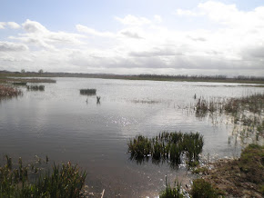 AIGUAMOLLS DE L'EMPORDÀ