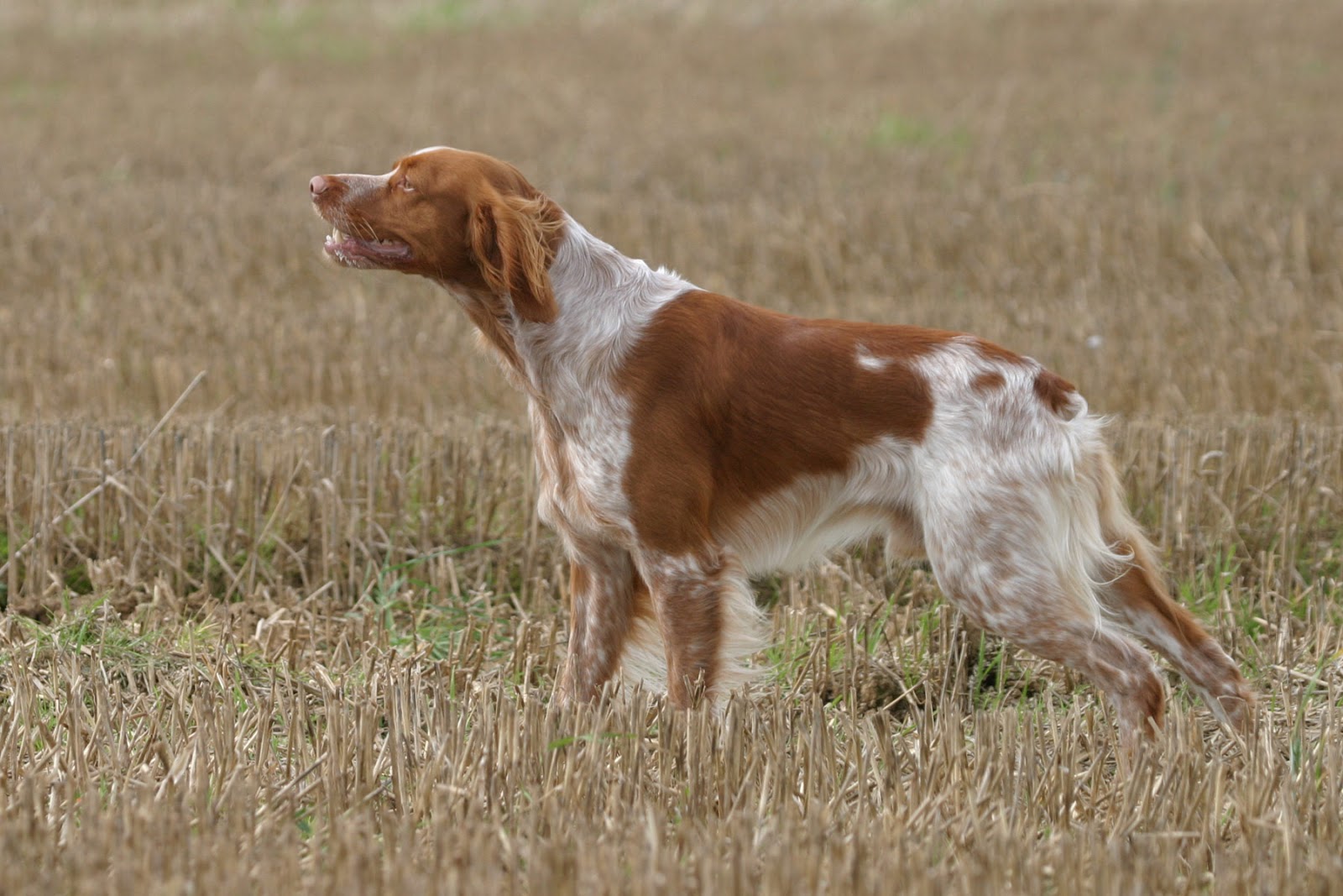 Chien de chasse: L'épagneul breton