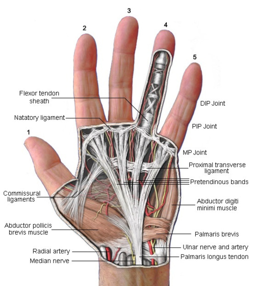 ®FisioRiab La Mano Articolazione e Legamenti. (articolo approfondito) ®FisioRiab La Mano Articolazione e Legamenti. (articolo approfondito)