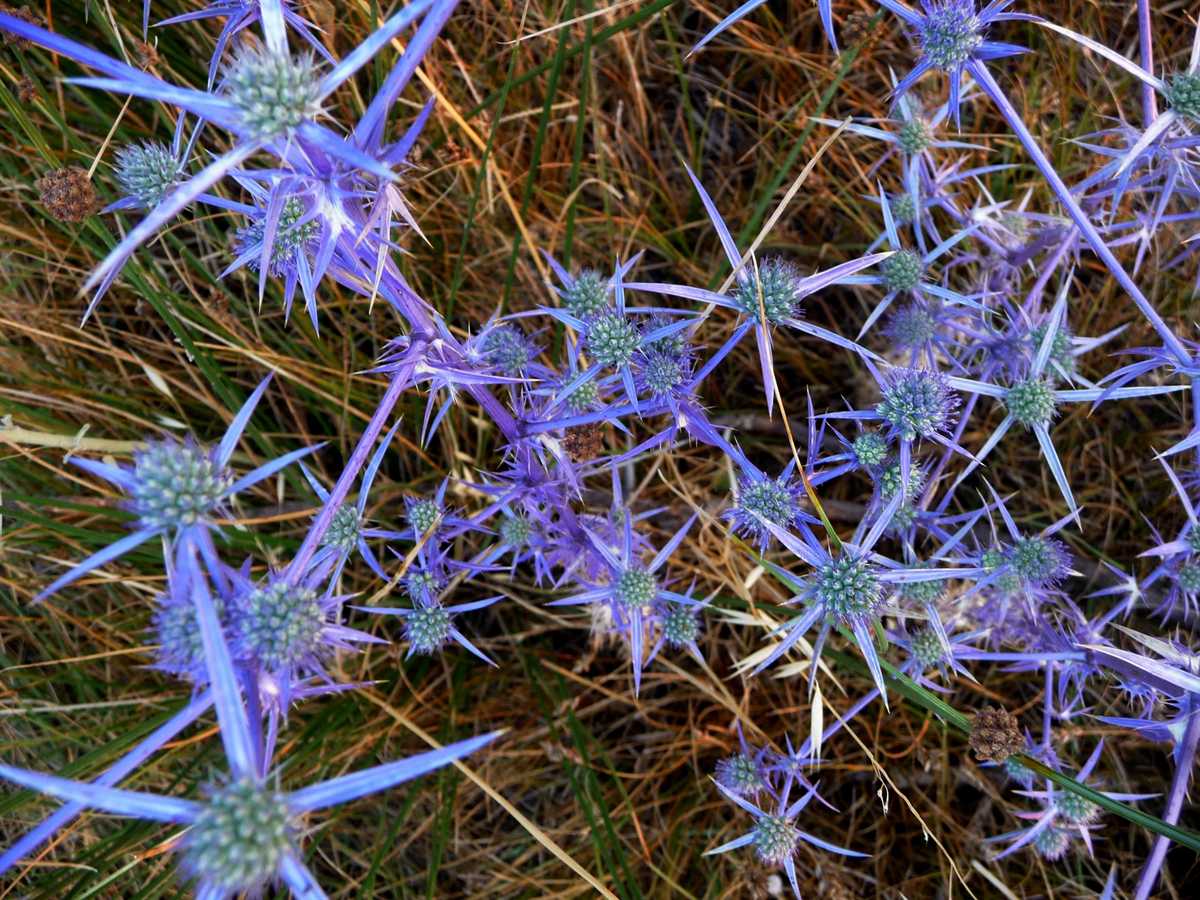 r o b i n 's y a r d Eryngium creticum