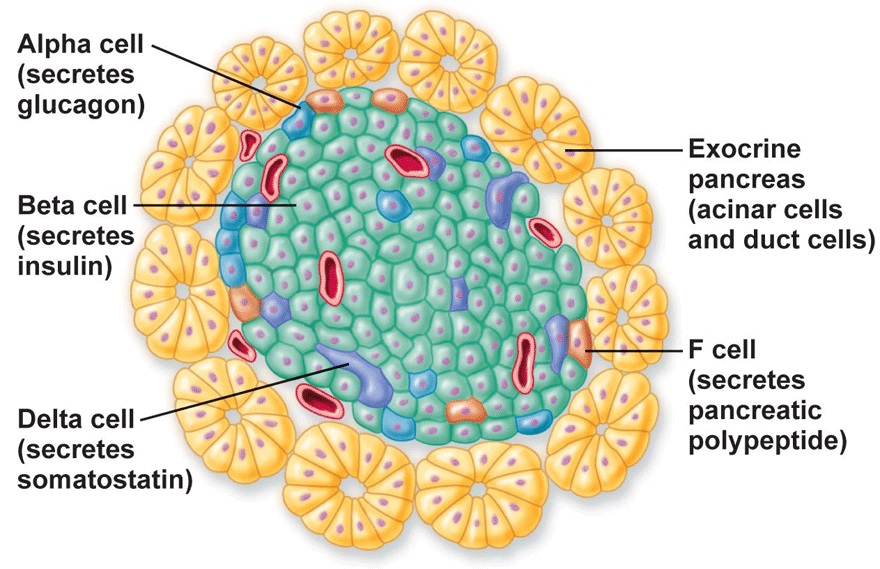 Celulas Del Pancreas
