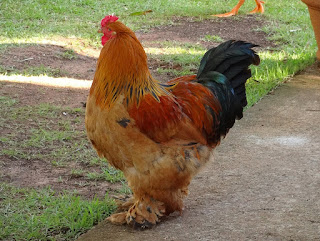 Foto Ayam Brahma Terbaru Jual Ayam Hias HP : 08564 77 23 888 | BERKUALITAS DAN TERPERCAYA Foto Ayam Brahma Terbaru Galeri Foto Ayam Brahma Terbaru