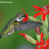 Types Of Hummingbirds In Ohio / Hummingbird Species. Listed by states and provinces. : Female and young calliope hummingbirds have pinkish flanks, dark tails with white tips, and dark streaks around the throat.