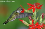 Types Of Hummingbirds In Ohio / Hummingbird Species. Listed by states and provinces. : Female and young calliope hummingbirds have pinkish flanks, dark tails with white tips, and dark streaks around the throat.
