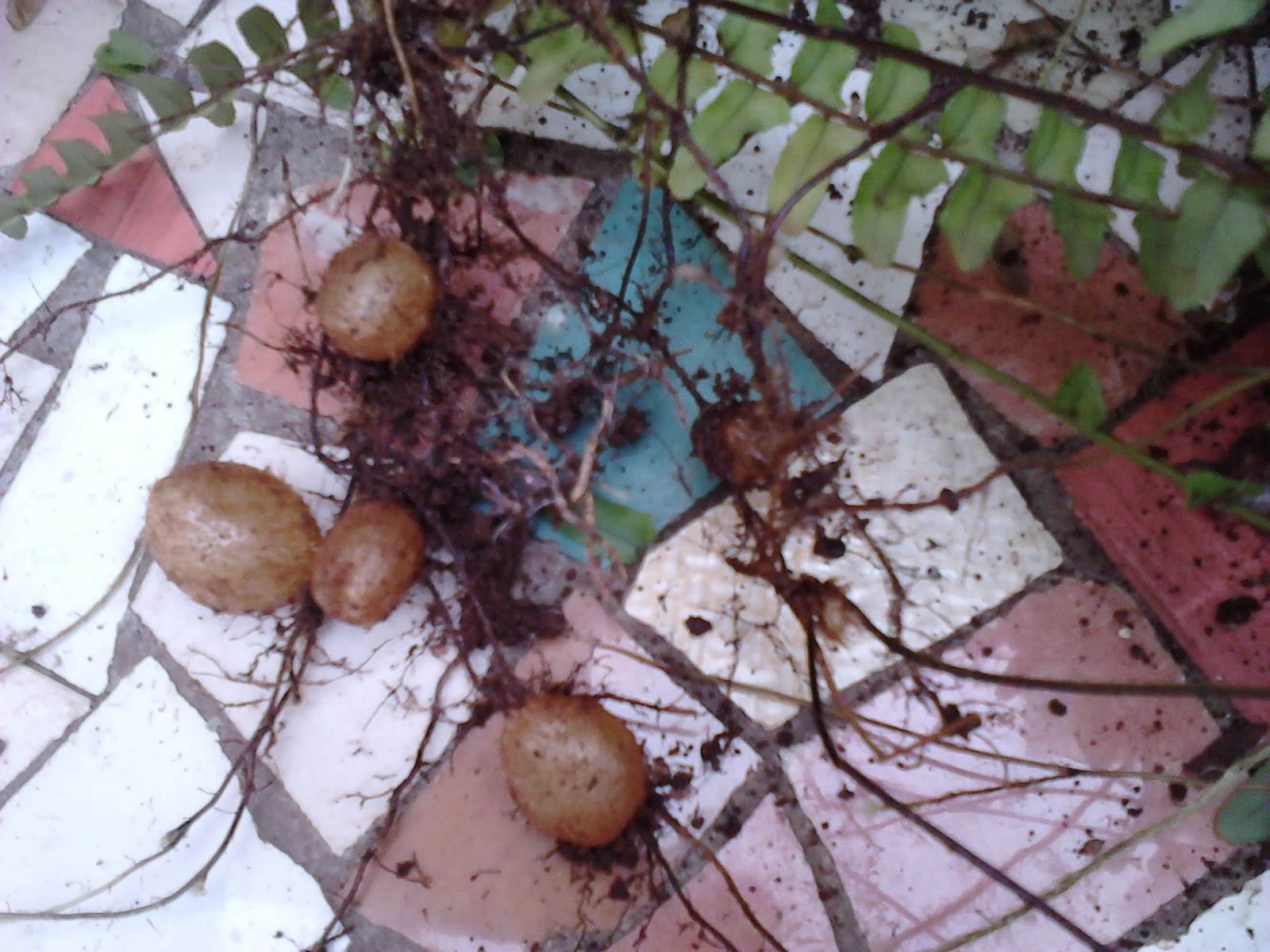 Garden Care Simplified A New Bigger Home, Transplanting Ornamental