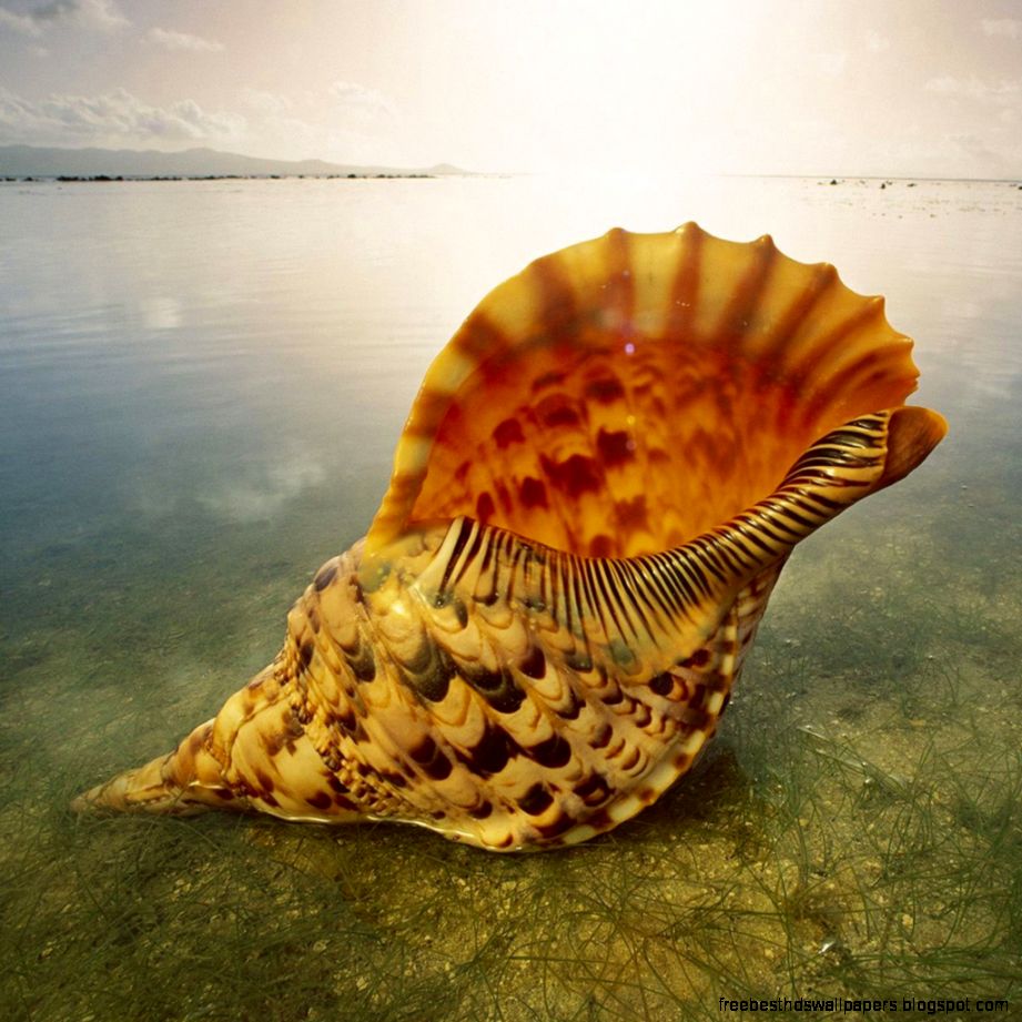 Beautiful Sea Shells