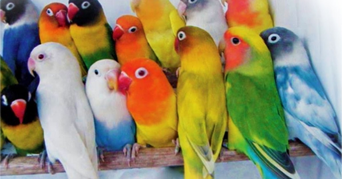 10 Soal Dan Kunci Jawaban Menjodohkan Lovebird - Belajar Soal