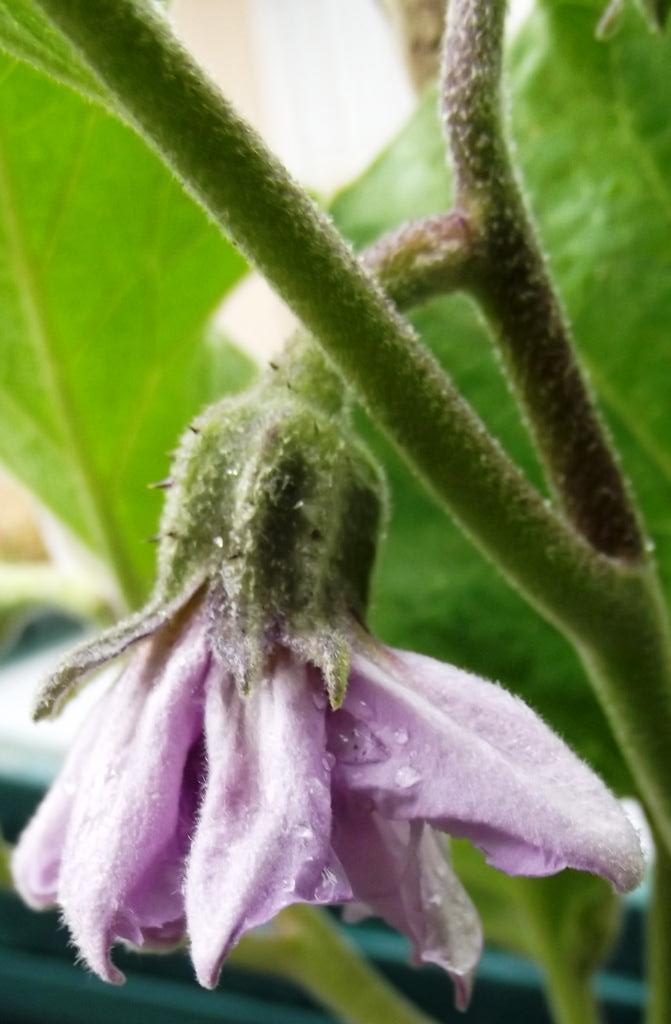 Roots 'n' Shoots Eggplant How To Grow Fruit of the Month