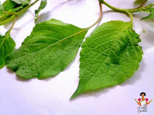 Nigerian Indigenous Herbs | dobbys signature nigerian food blog i nigerian food Nigerian Indigenous Herbs | dobbys signature nigerian food blog i nigerian food