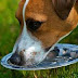 Πότε πίνει  πολύ νερό ο σκύλος;;....