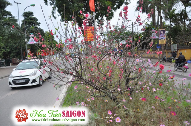 [Image: Ngam-con-duong-hoa-dao-ruc-sac-giua-long-Ha-Noi-8.jpg]