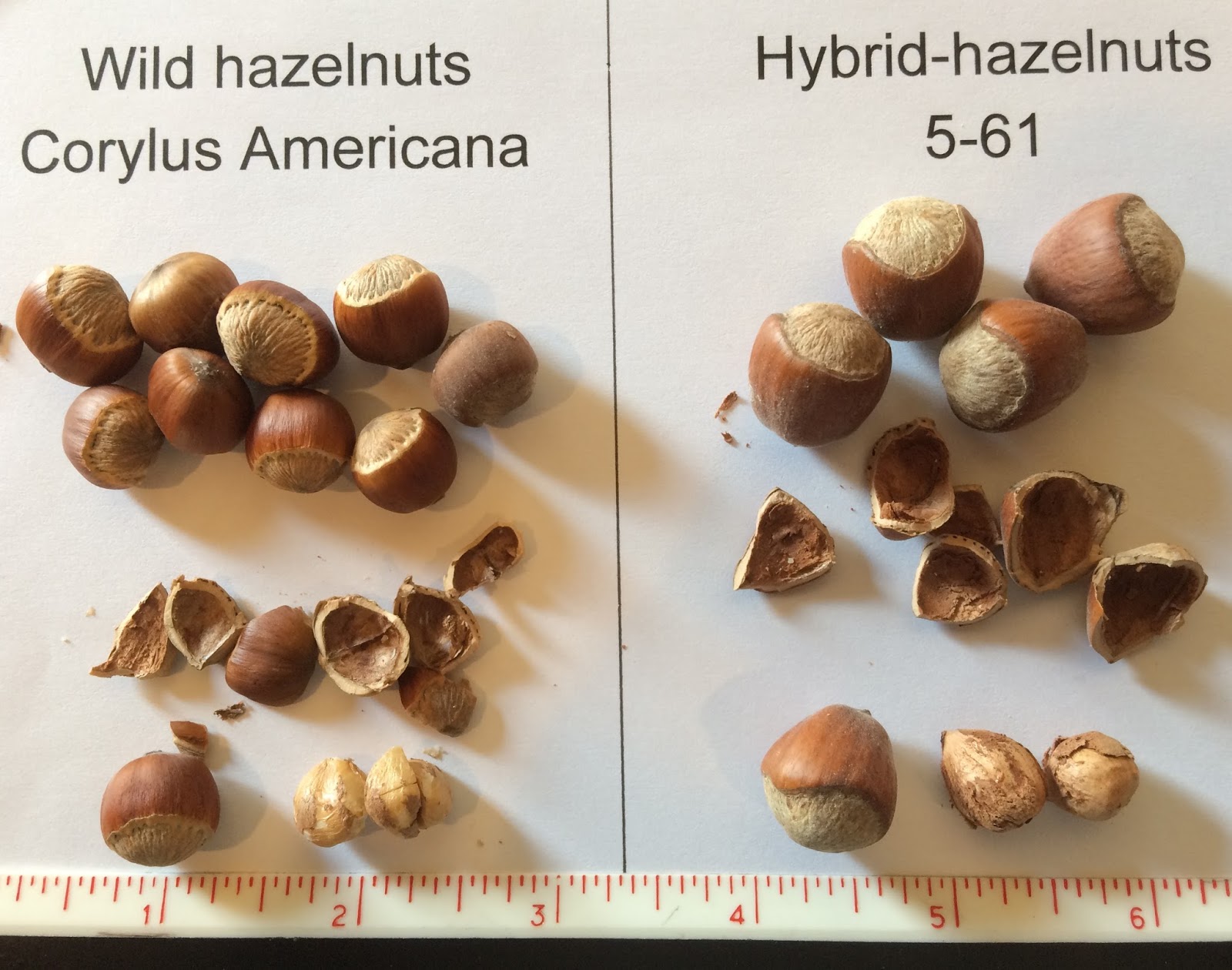 Riverbend Hazelnuts March 2017