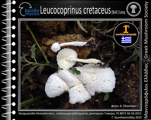 Leucocoprinus cretaceus (Bull.) Lοcq.